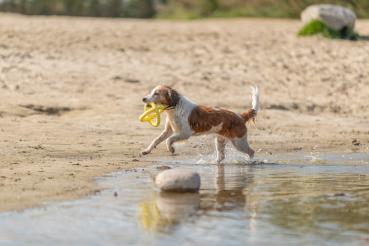 Trixie Aqua Toy Greifer Hundespielzeug